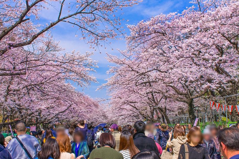 锡山赏樱花活动